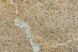 Polished Dinosaur Bone (Gembone) Slab - Morocco #349638-1